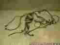 2411414 Polaris Sportsman 550 X2 10 Wiring Harness 9470
