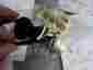 710000075 Bombardier Can Am Key Switch Atv Ds 650