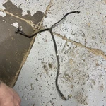2003 Honda Rincon 650 Front Stop Switch Harness 32410-HN8-000. Fixed Price $10.29.