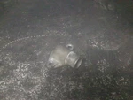 98-07 Suzuki Thermostat Cover Assembly # 17661-44D00 Vinson LT-A500F. Fixed Price $19.95.