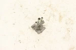 Kawasaki Teryx 750 Fi 12 Air Idle Control Sensor 49116-0026 #1 38870. Fixed Price $19.99.