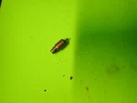 Arctic Cat Vtwin 650 Kawasaki Prairie Brute Force Carburetor Choke. Fixed Price $13.99.