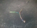97-01 Yamaha Pilot Light Socket Assembly # 2XJ-83530-01-00 Blaster 200CC. Fixed Price $9.95.