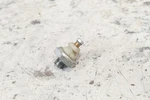 2017 Textron Arctic Cat Stampede 900 Eps Oil Pressure Switch Sensor 100117. Fixed Price $29.00.