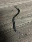 2006 Polaris Predator 500 Oem 6IN Ground Cable 4011169 AP63. Fixed Price $9.99.