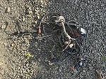 2016 Polaris Ranger Crew Diesel Main Wiring Harness. Fixed Price $299.00.